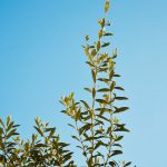 Olive tree during the day wholesale olive oil distributors