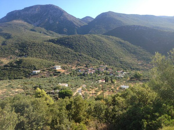Birds eye view of olive farm