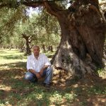 wholesale olive oil distributors