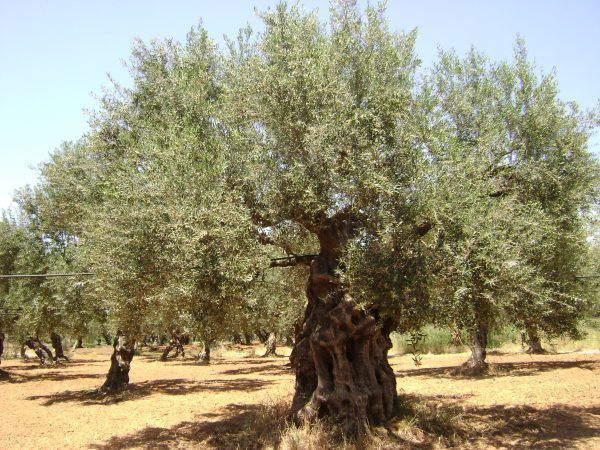 olive oil