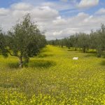 wholesale olive oil distributors