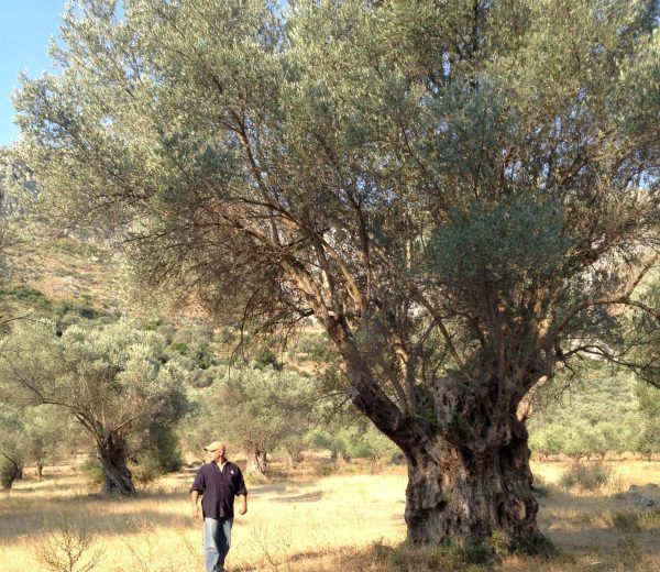 olive oil tree