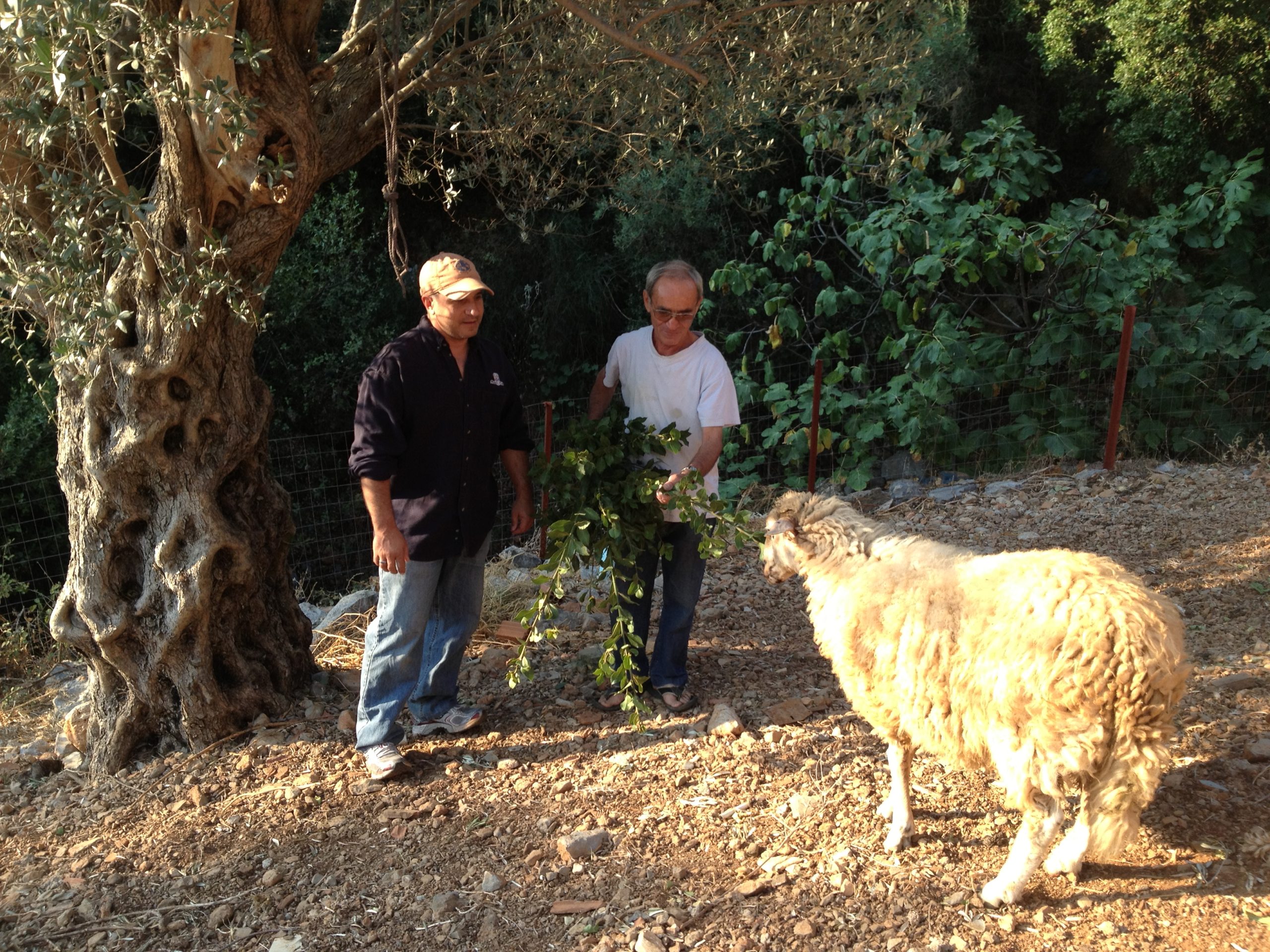 Family Photo with Sheep